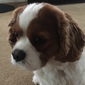 Meet your Posher, Sharon